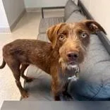An adult medium-sized male Merle (Red) Mixed Breed dog named Rusty for adoption in Lansing, MI