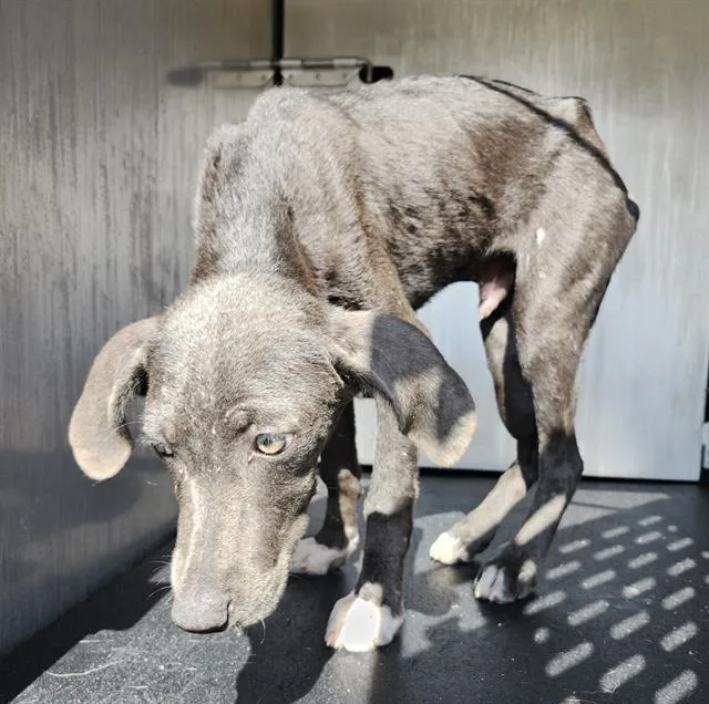 A baby small-sized male Labrador Retriever dog named Caprese for adoption in San Antonio, TX