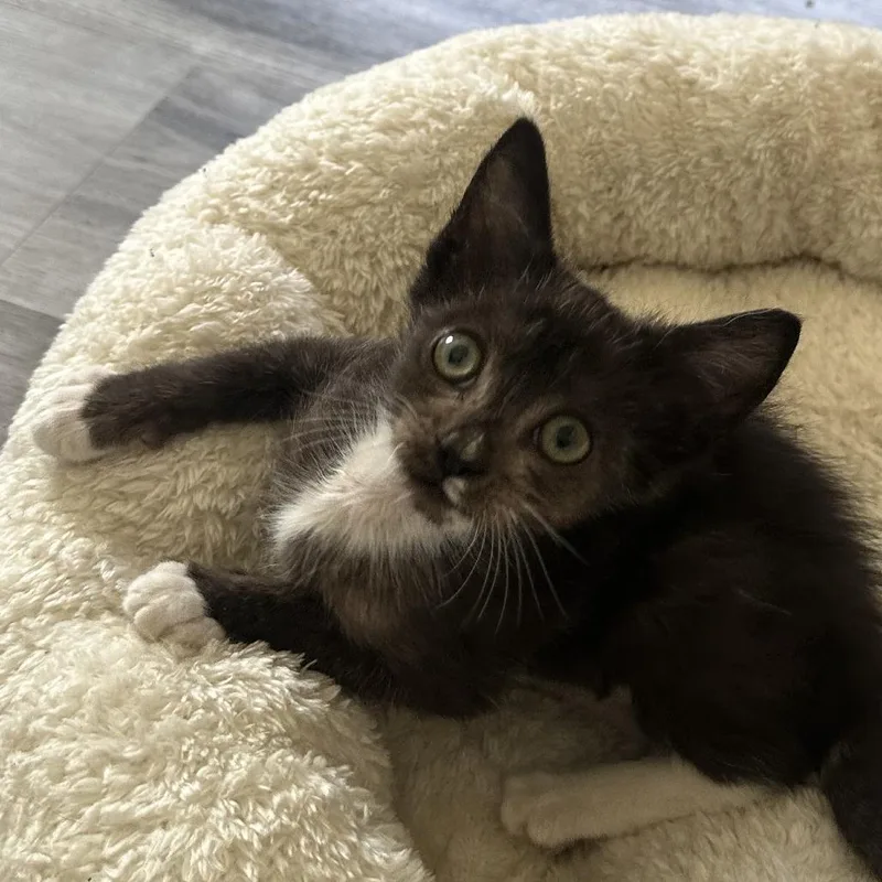 A baby small-sized male Black Domestic Medium Hair cat named Skunk for adoption in Pleasanton, CA