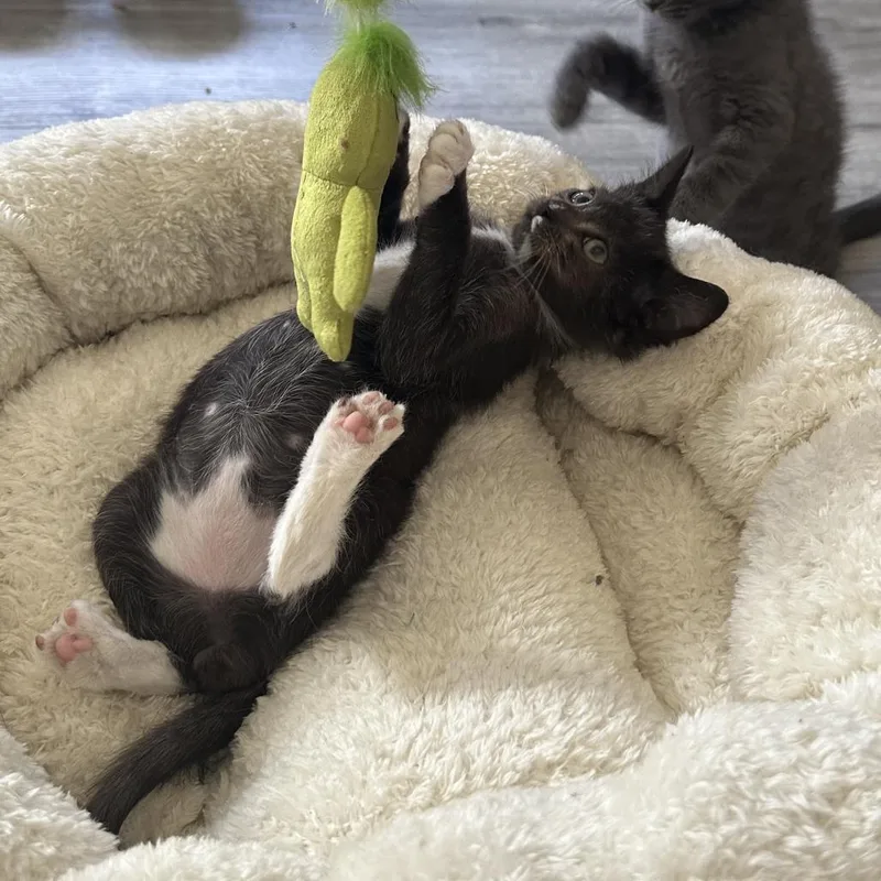 Skunk thumbnail 2