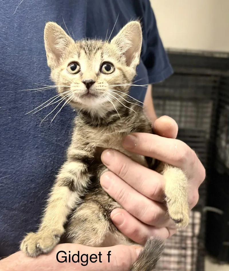 A baby medium-sized female Domestic Short Hair cat named Gidget for adoption in White Bluff, TN