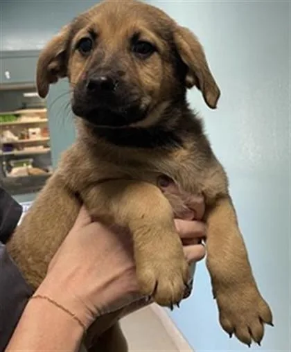 A baby small-sized female German Shepherd Dog dog named Zuri for adoption in Newton, NC