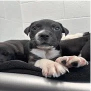 A baby small-sized female Gray / Blue / Silver Mixed Breed dog named Massachusetts for adoption in Indianapolis, IN
