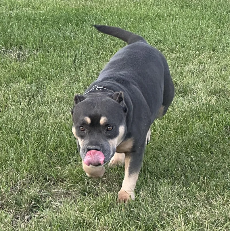 Persephone thumbnail 2