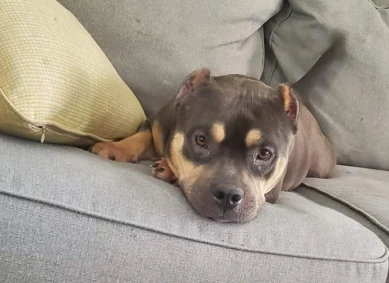 Persephone thumbnail 3