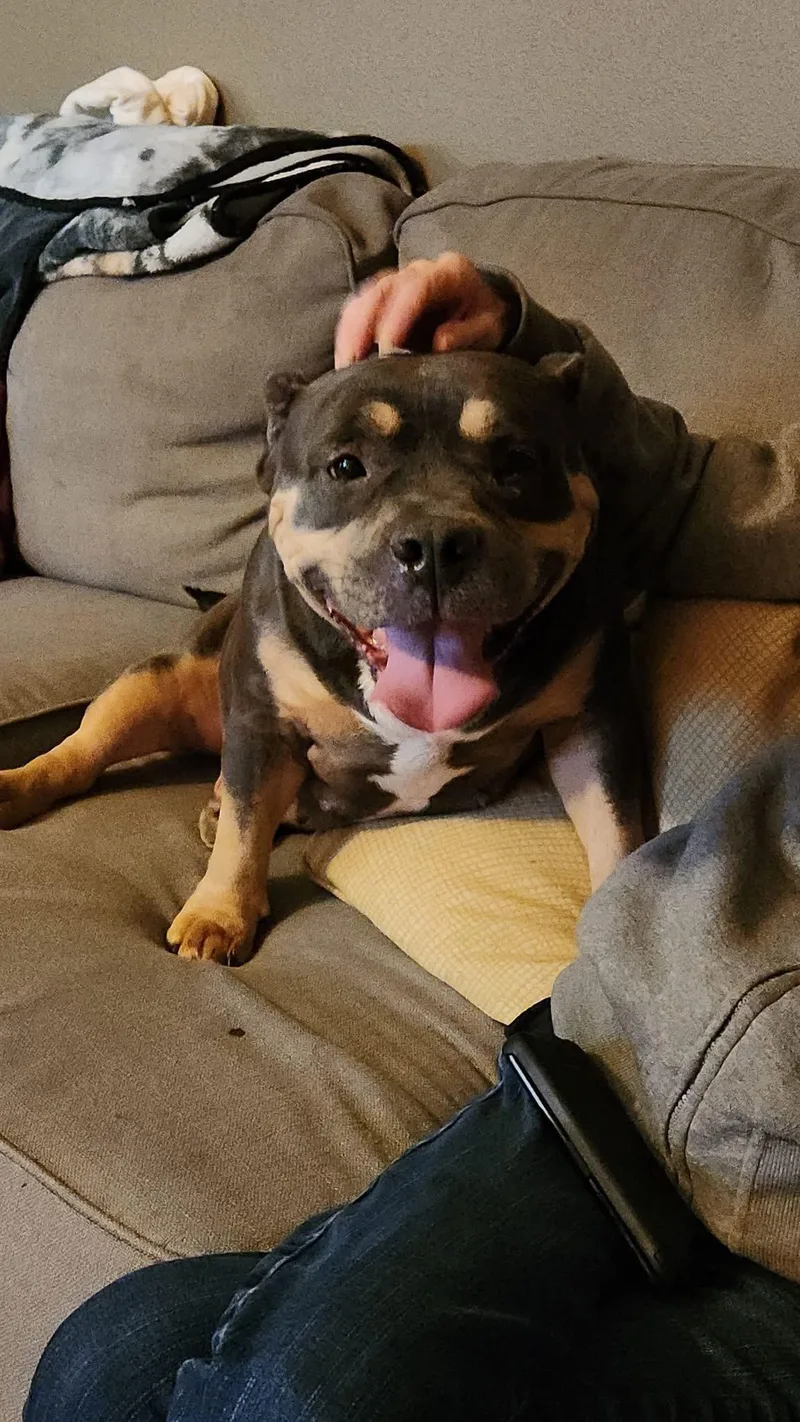 Persephone thumbnail 4