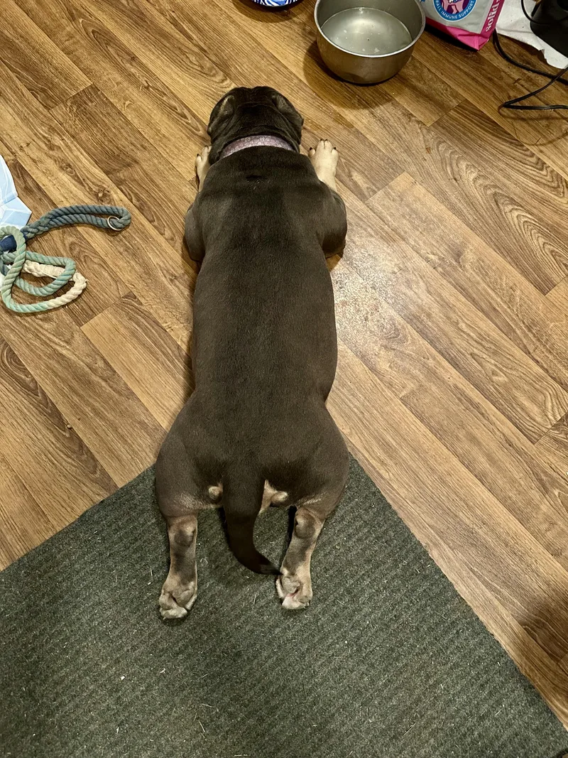 Persephone thumbnail 5