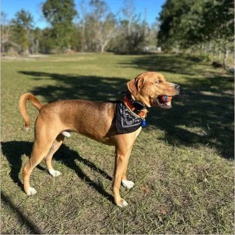 Otis