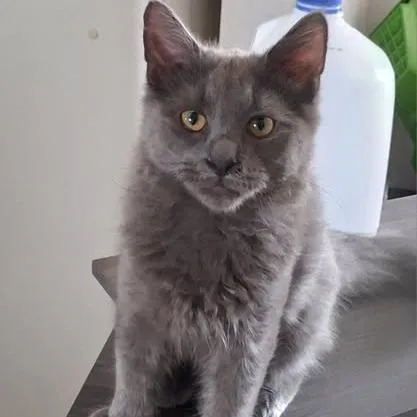A baby small-sized male Gray / Blue / Silver Domestic Medium Hair cat named Teddy for adoption in Winchester, VA