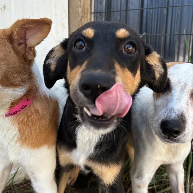 A young small-sized female Black Ibizan Hound dog named Indigo for adoption in West Des Moines, IA