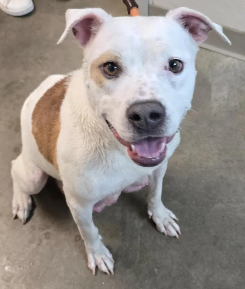 A young large-sized female Pit Bull Terrier dog named Vanilla for adoption in Murphysboro, IL