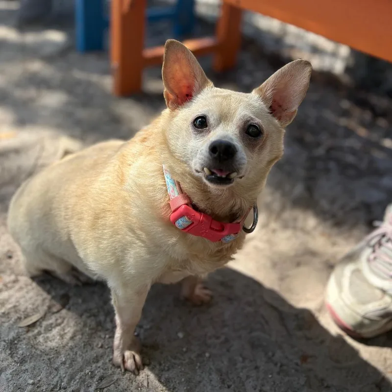 A senior small-sized male Yellow / Tan / Blond / Fawn Chihuahua dog named Biscuit for adoption in Port Richey, FL