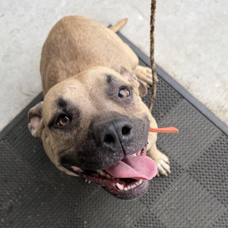 An adult medium-sized female Brown / Chocolate Terrier dog named Stevi for adoption in Marshall, TX