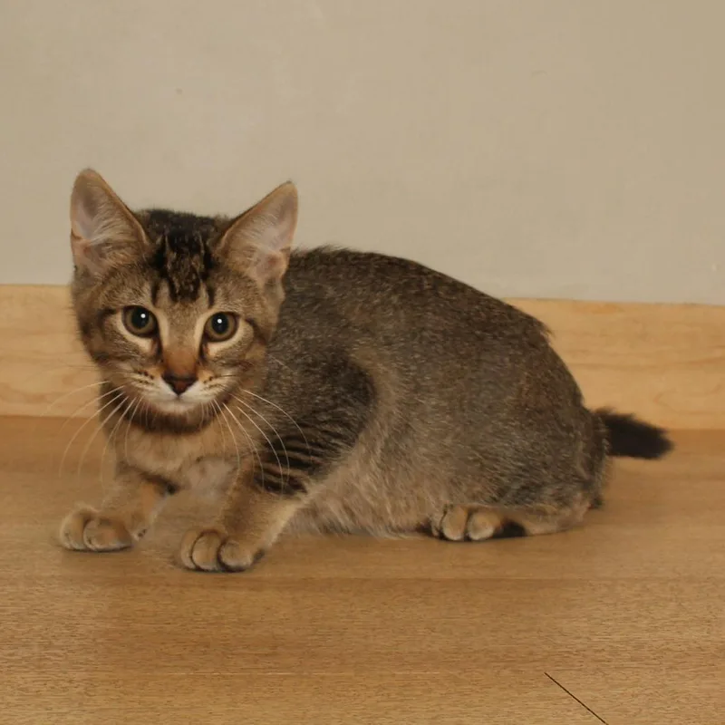 A baby small-sized female Brown / Chocolate Domestic Short Hair cat named Issa C for adoption in Minnetonka, MN