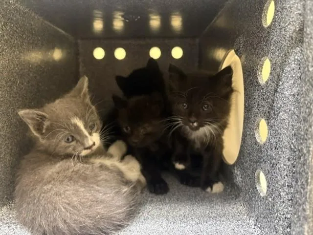 A baby small-sized male Domestic Short Hair cat named Fern for adoption in Tustin, CA