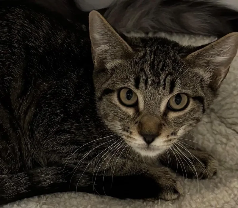 A baby medium-sized male Domestic Short Hair cat named Dusty Bottoms for adoption in Peoria, AZ