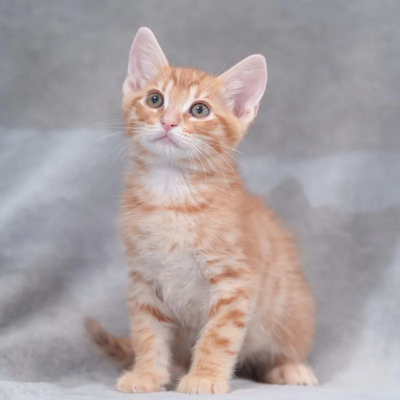 A baby small-sized male Orange / Red Domestic Short Hair cat named Tabasco for adoption in Sunnyvale, CA