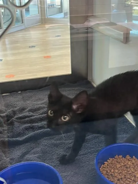 Meowticia