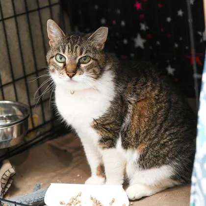 A senior medium-sized female Domestic Short Hair cat named Musha for adoption in Ringoes, NJ