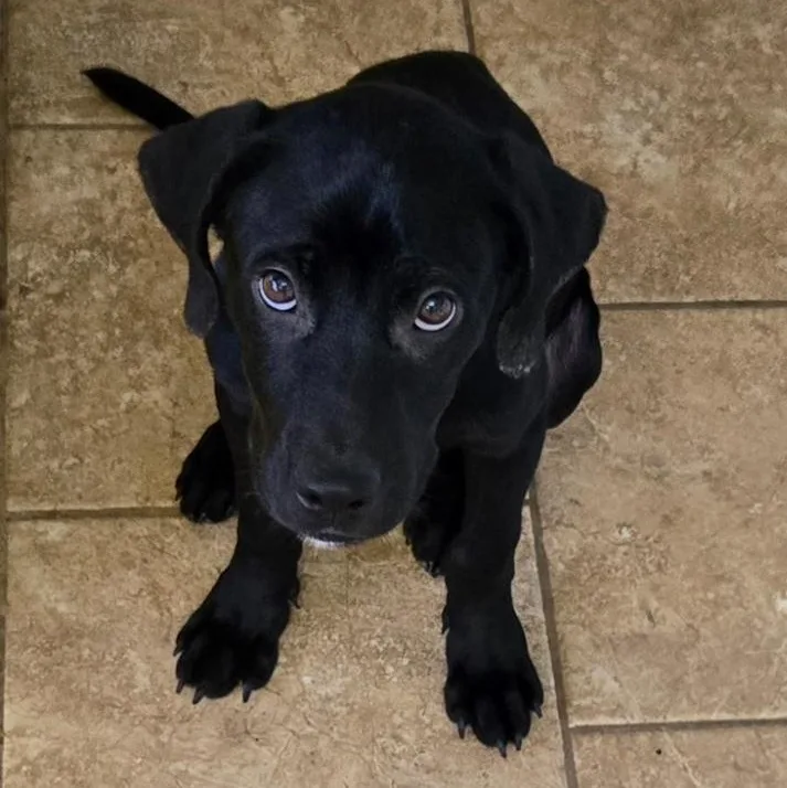 A baby medium-sized female Labrador Retriever dog named Roxie for adoption in Toledo, OH