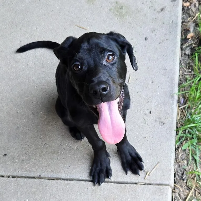 Roxie thumbnail 2