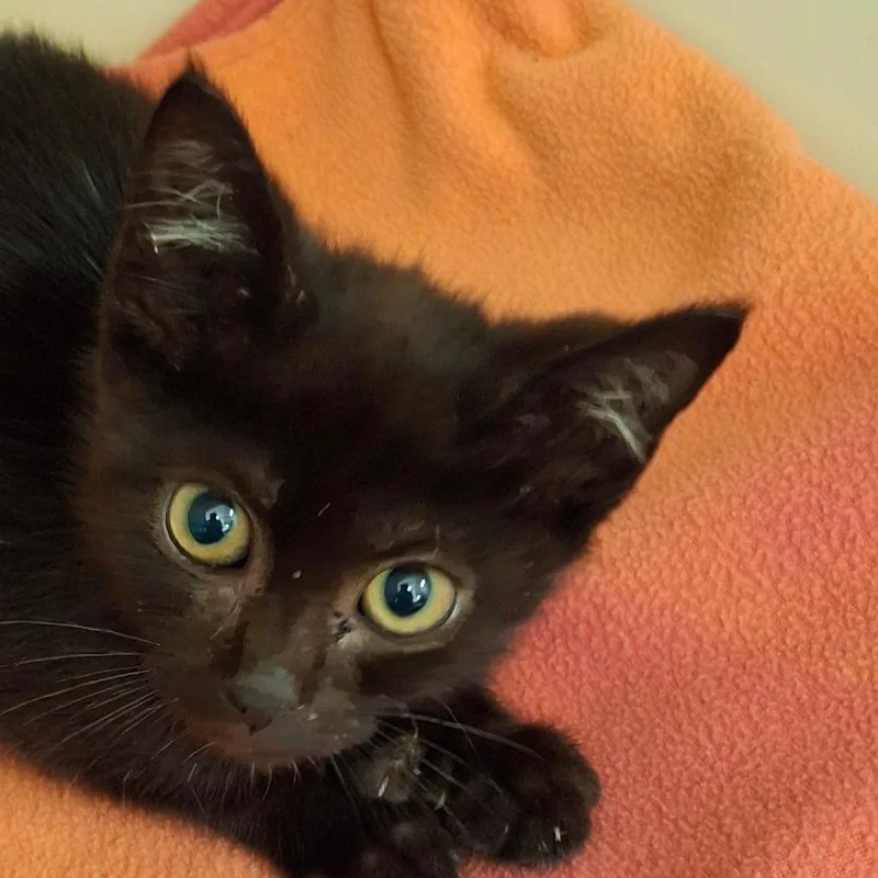 A baby small-sized female Domestic Short Hair cat named Olive for adoption in Zanesville, OH