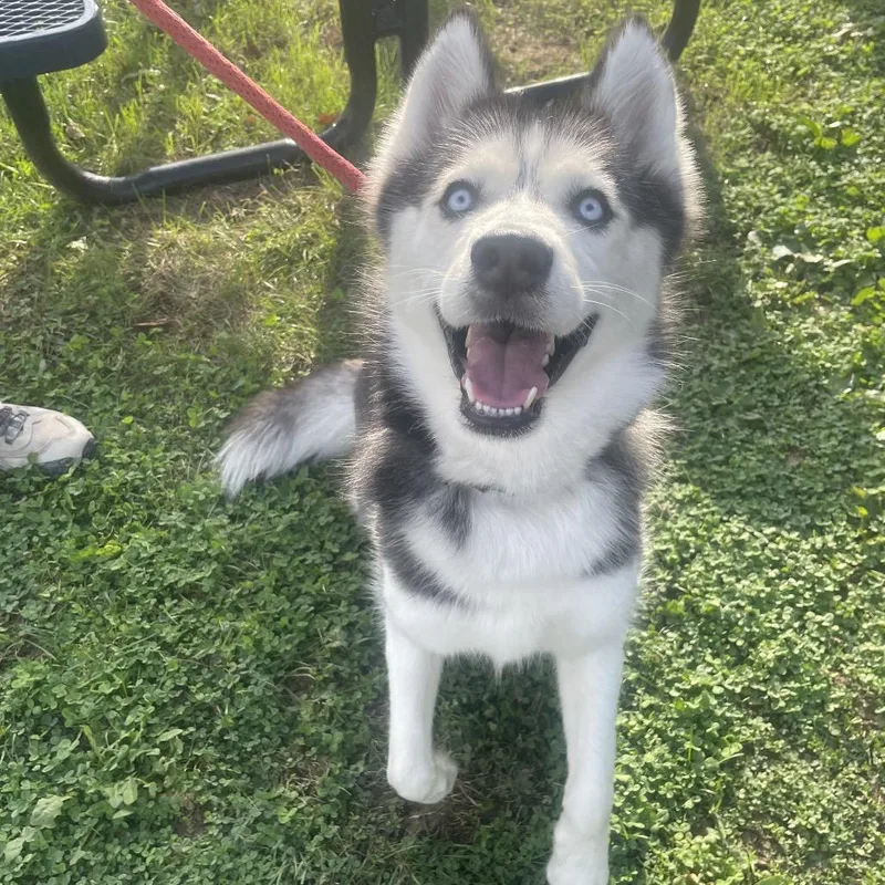 An adult medium-sized female Siberian Husky dog named "Sandy" for adoption in Perkiomenville, PA