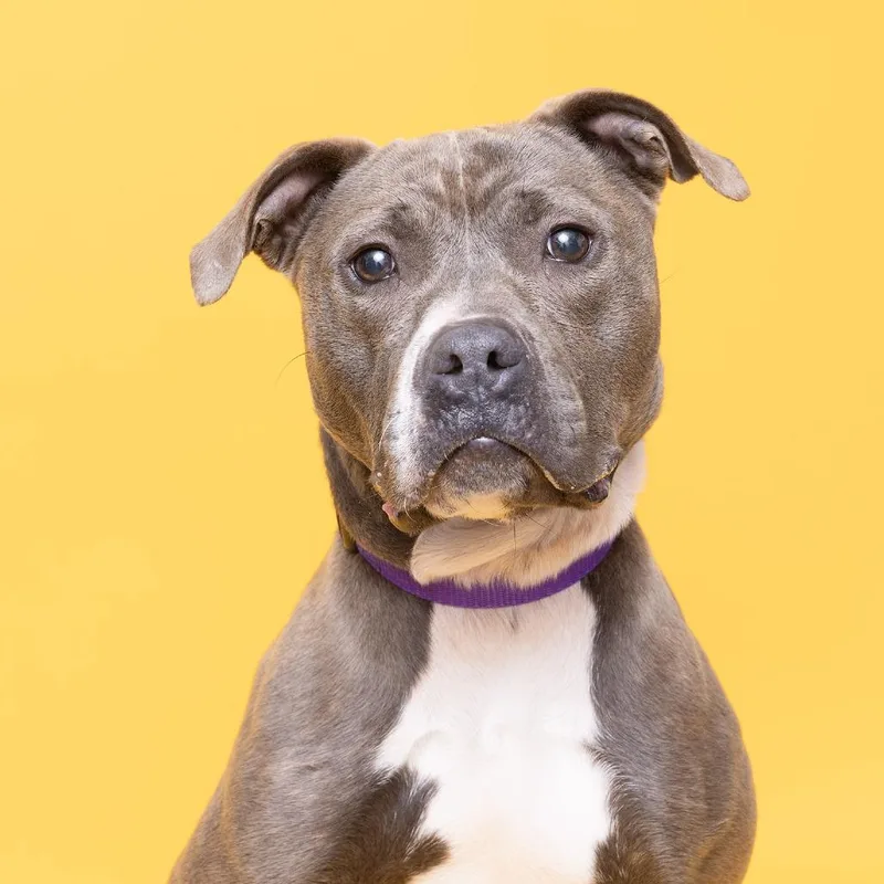 Pepper Sky thumbnail 2