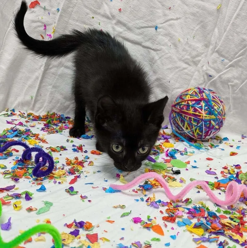 A baby small-sized female Black Domestic Short Hair cat named Rainbow Dash for adoption in Raleigh, NC