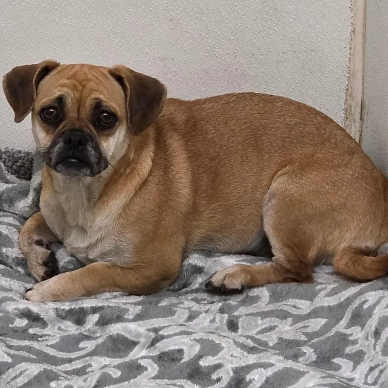 A young small-sized female Yellow / Tan / Blond / Fawn Pug dog named Allison Chino Hills for adoption in Chino Hills, CA