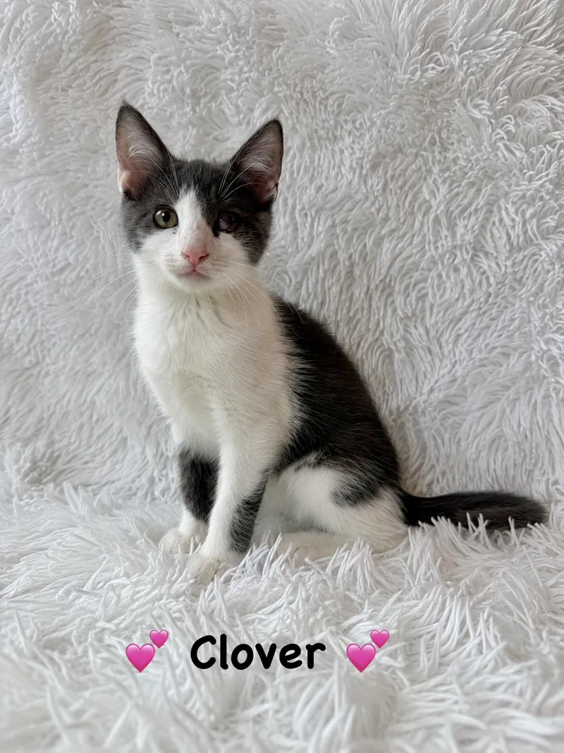 A baby medium-sized female Black & White / Tuxedo Domestic Short Hair cat named Clover for adoption in Copley, OH