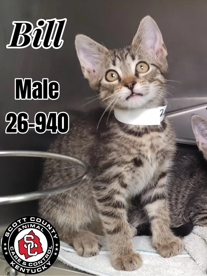 A baby small-sized male Domestic Short Hair cat named Will for adoption in Georgetown, KY