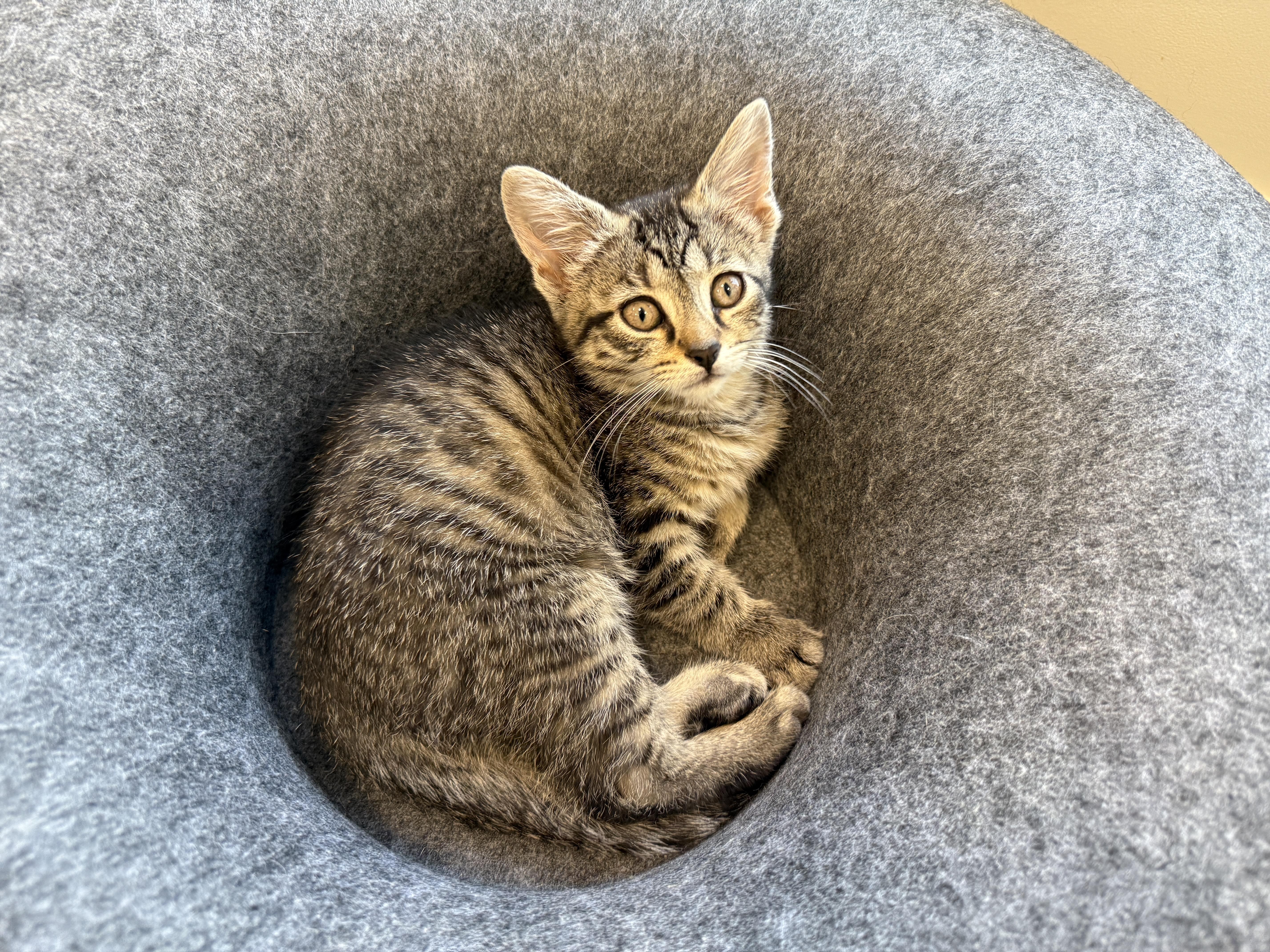 A baby medium-sized female Domestic Short Hair cat named Acorn for adoption in Evanston, IL