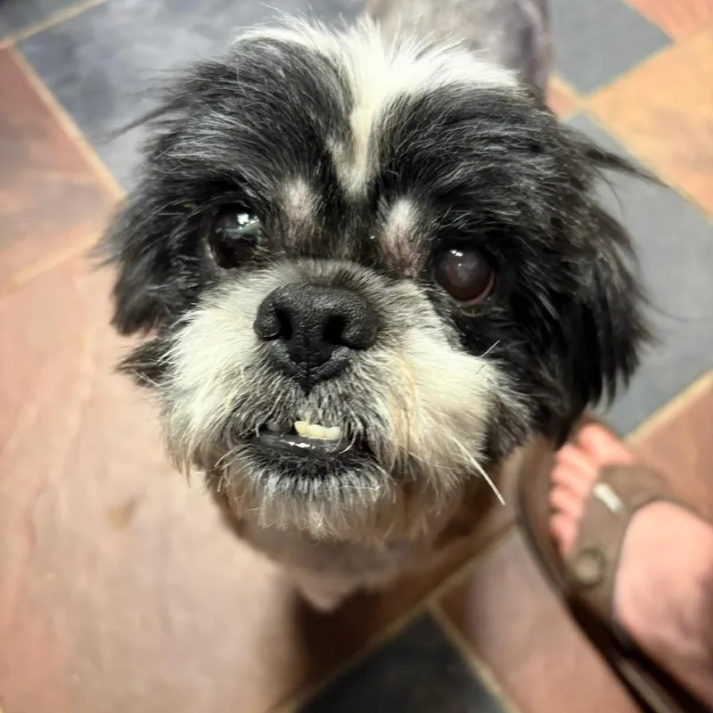A senior small-sized male Gray / Blue / Silver Shih Tzu dog named Rick Grimes for adoption in Laurel, MS