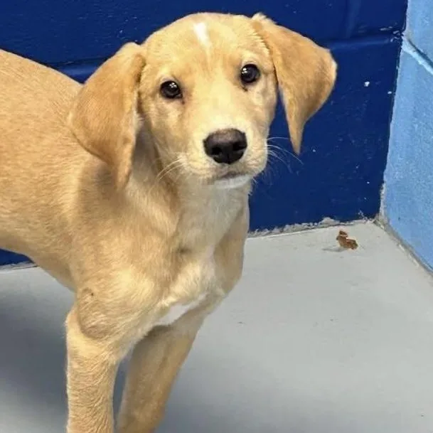 A baby medium-sized female Yellow / Tan / Blond / Fawn Mixed Breed dog named Yara for adoption in Yaphank, NY