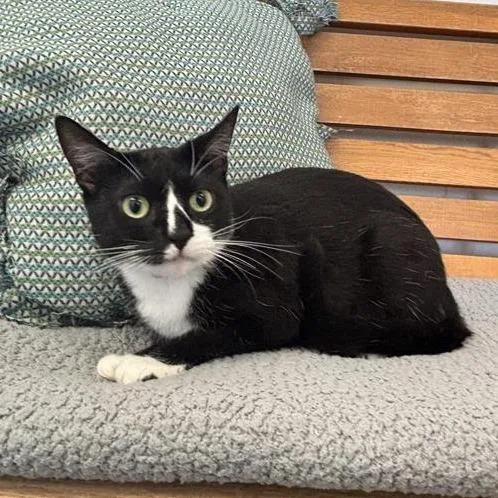An adult medium-sized female Black Domestic Short Hair cat named Checkers for adoption in Long Beach, CA