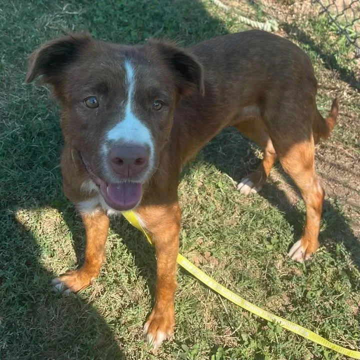 A young medium-sized female Pit Bull Terrier dog named Gemini for adoption in Springdale, AR