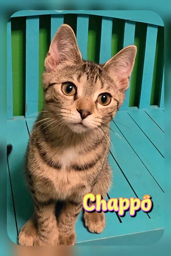 A baby small-sized male Domestic Short Hair cat named Chappo for adoption in Harpers Ferry, WV