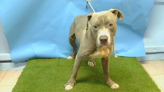 An adult medium-sized male Pit Bull Terrier dog named Rock for adoption in Gardena, CA