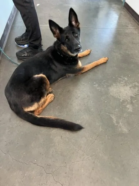 An adult large-sized female Belgian Shepherd / Malinois dog named Lu for adoption in Chatsworth, CA