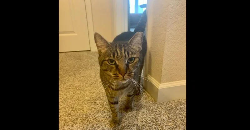 An adult medium-sized male Domestic Short Hair cat named Roger for adoption in Virginia Beach, VA