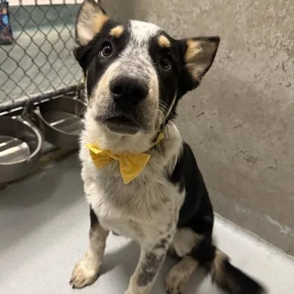 A young medium-sized male Cattle Dog dog named Saturn for adoption in Phoenix, AZ