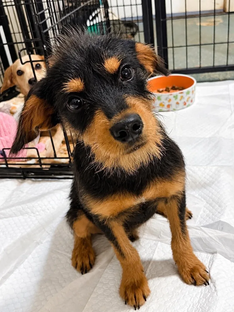 A young medium-sized male Miniature Schnauzer dog named Cosmo for adoption in New Baltimore, MI
