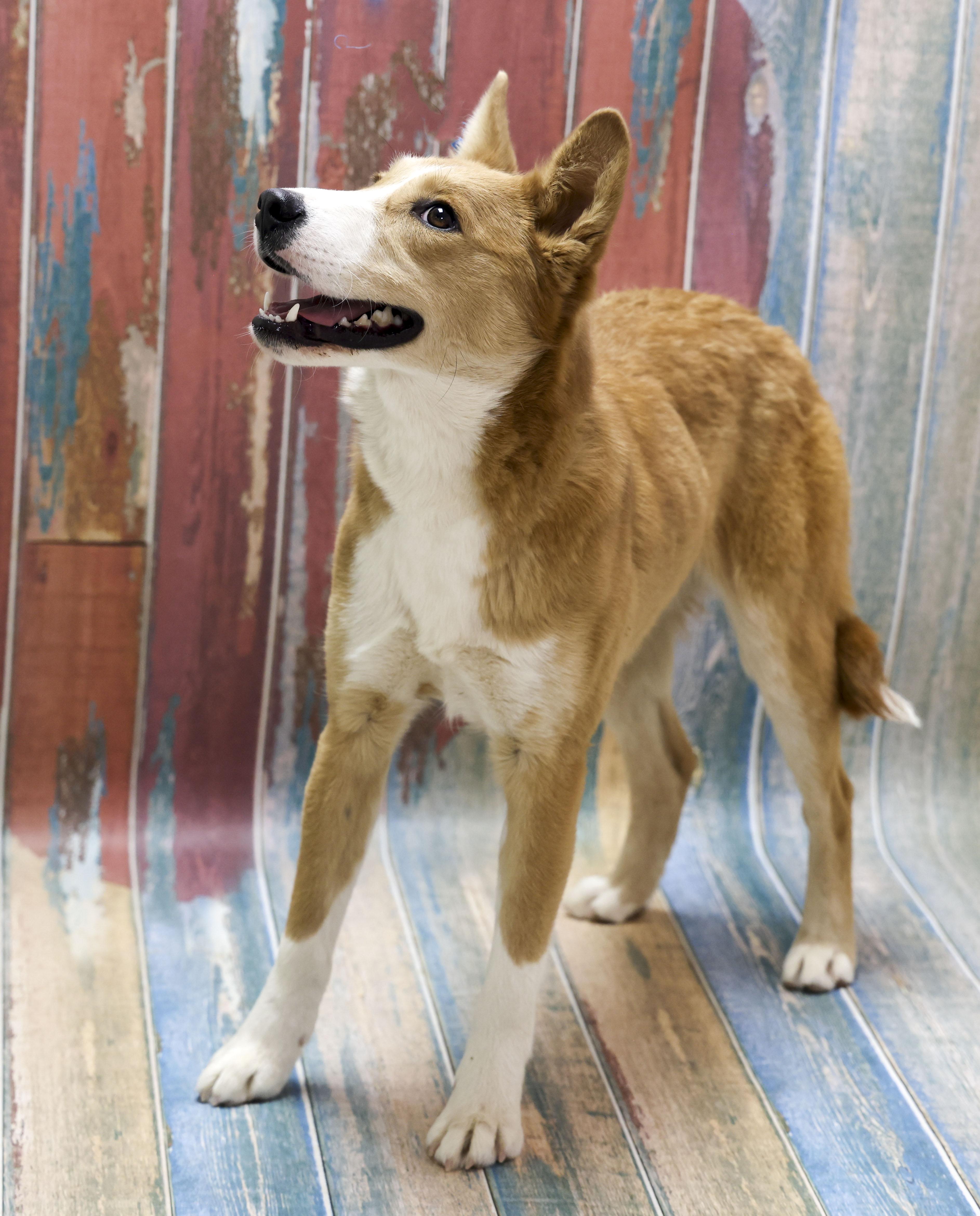 A young medium-sized female Red / Chestnut / Orange Cattle Dog dog named Layla for adoption in Casa Grande, AZ