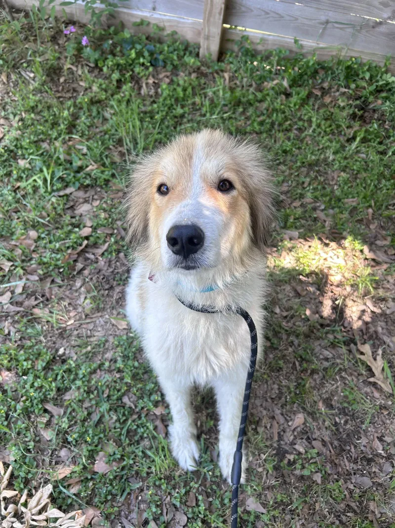 An adult large-sized female White / Cream Great Pyrenees dog named Quitana for adoption in Spring, TX
