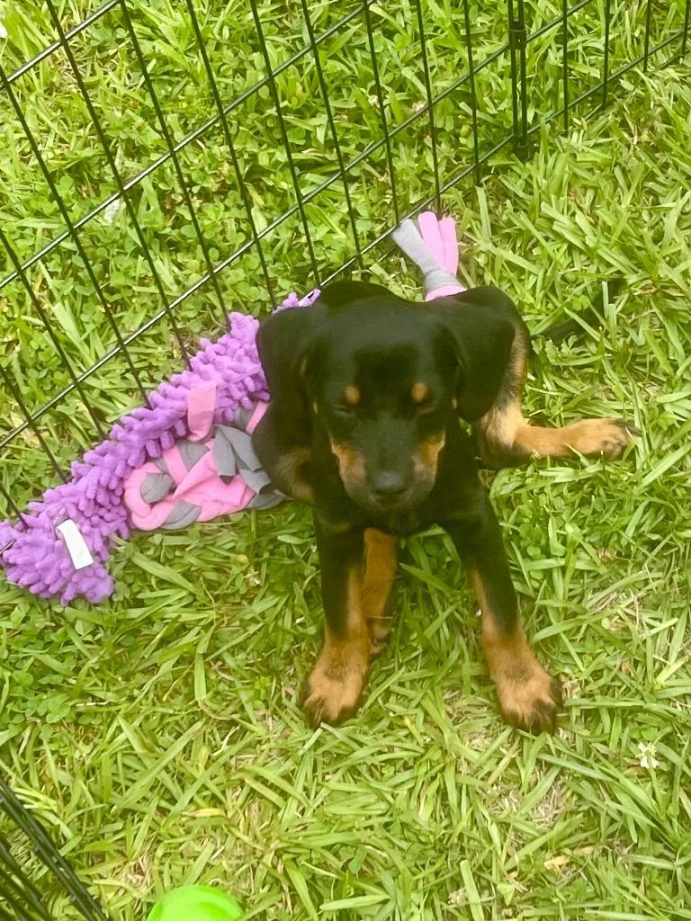A baby small-sized female Terrier dog named Iris for adoption in Forsyth, GA