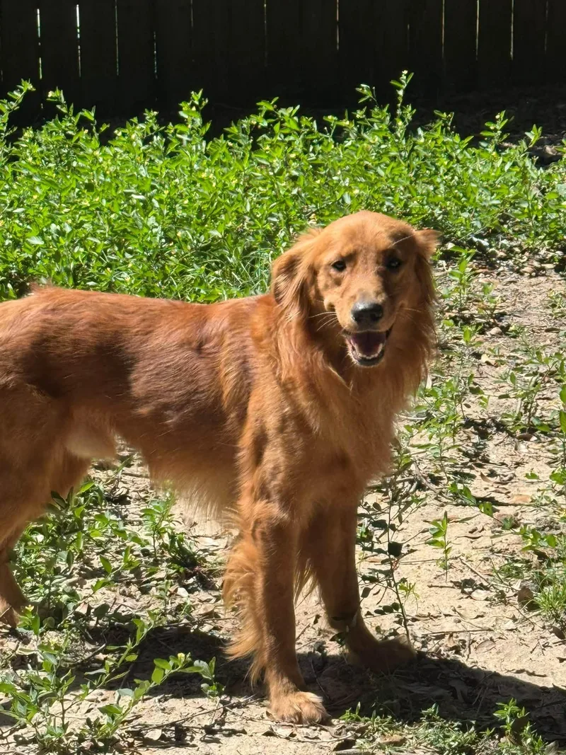 A young medium-sized male Golden Retriever dog named Perni for adoption in Navarre, FL