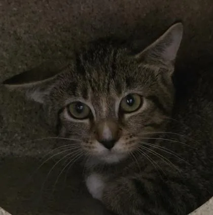 A baby medium-sized female Tabby (Buff / Tan / Fawn) Domestic Short Hair cat named Citrine for adoption in Dubuque, IA