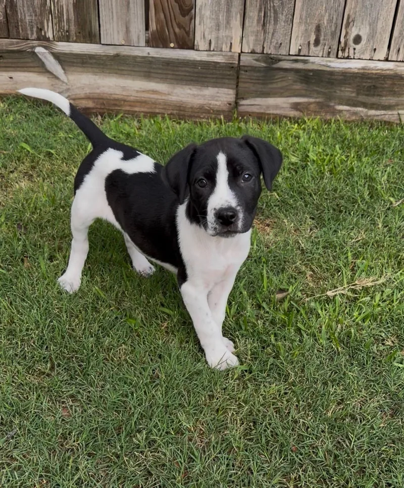 A young medium-sized male Gray / Blue / Silver American Staffordshire Terrier dog named Monty for adoption in Houston, TX