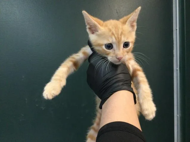 A baby small-sized male Domestic Short Hair cat named A for adoption in Thousand Palms, CA